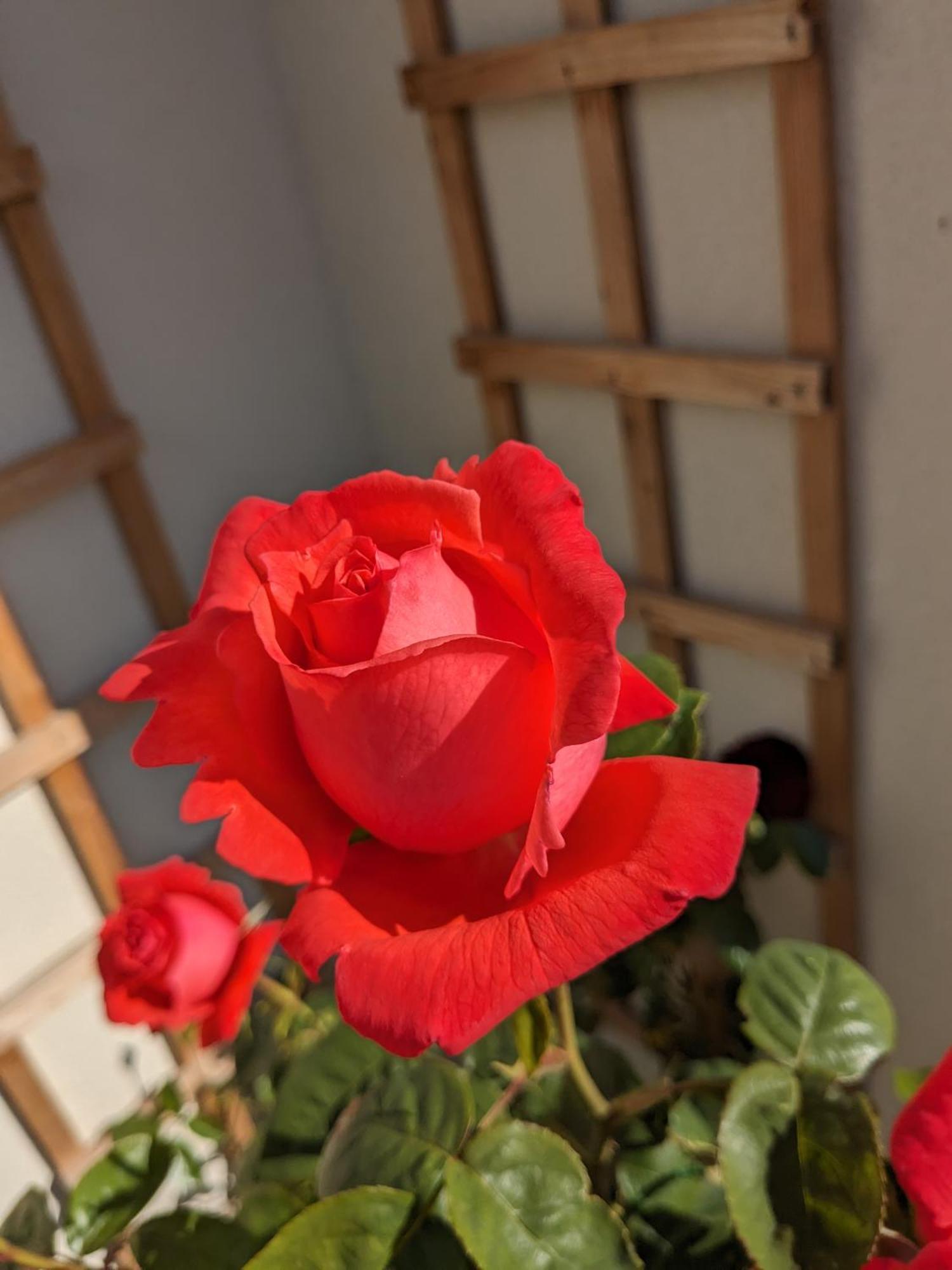 Rosegarth Bed And Breakfast Marton near Pickering Dış mekan fotoğraf